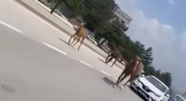 Başıboş atlar trafiği felç etti