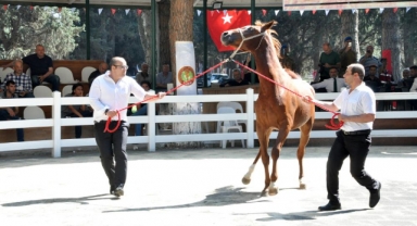 Ev fiyatına tay