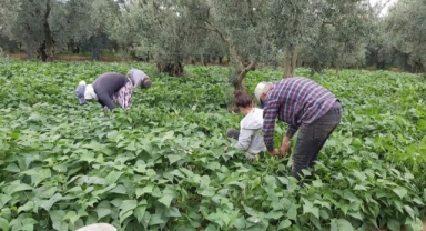 Fasulye hasadı başladı