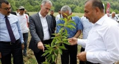 Kestane yeniden eski günlerine dönecek