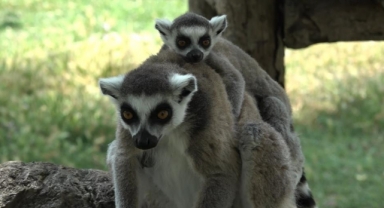 Lemur ailesine 6 yavru daha katıldı