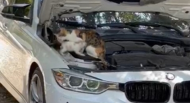 Motora sıkışan kediyi diğer kediler sayesinde kurtardı