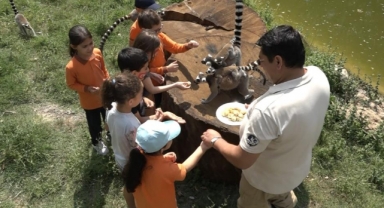 Öğrenciler lemurları elleriyle besledi