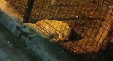 Parkın koruma tellerine sıkışan köpeği itfaiye kurtardı