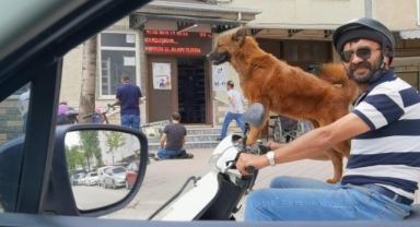 Sahibinin motosikleti üzerinde yolculuk yapan köpek ilgi çekti
