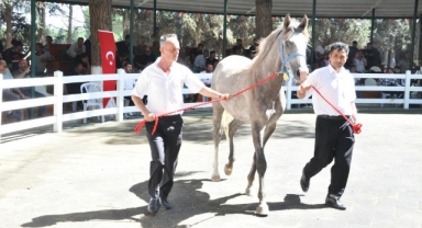 TİGEM'de tay satışından 3 milyon 686 bin lira gelir
