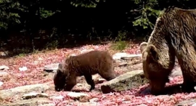 Uludağ'ın yaban hayatı fotokapanda