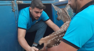 Yaralı ceylan yavrusuna yardım eli