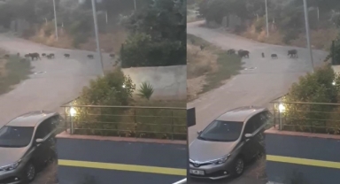 Aç kalan domuz sürüsü şehir merkezine indi