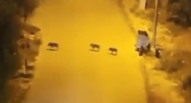 Aç kalan domuzlar şehir merkezine indi