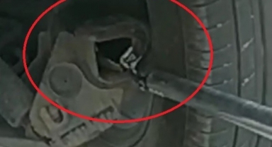 Aracın aksına giren oluklu kertenkele operasyonla çıkarıldı