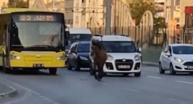 Başıboş at trafiği aksattı