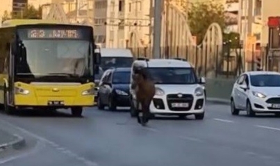 Başıboş at trafiği aksattı