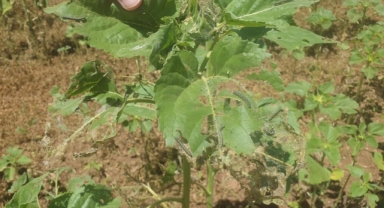 Bursa'da tarım alanlarında tırtıl istilası