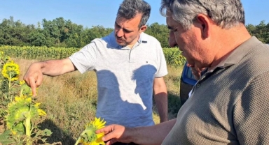 Çayır tırtılı görülen ekili alanlar ilaçlandı