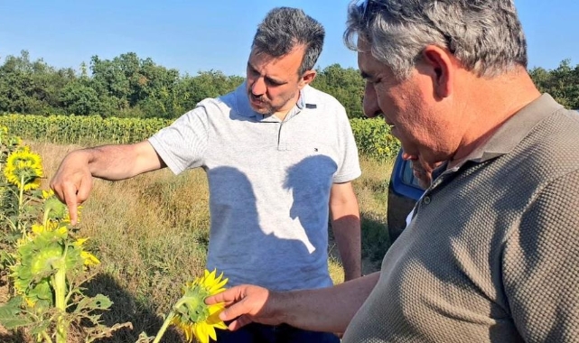 Çayır tırtılı görülen ekili alanlar ilaçlandı