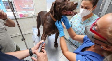 İlk kez bir köpeğe uygulandı