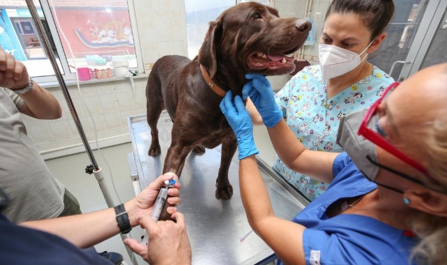 İlk kez bir köpeğe uygulandı