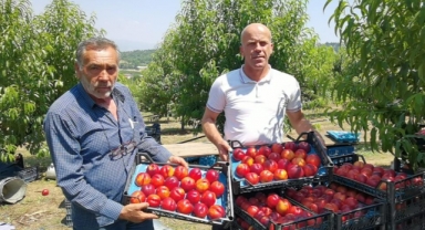 İnegöl'de şeftali hasadı başladı