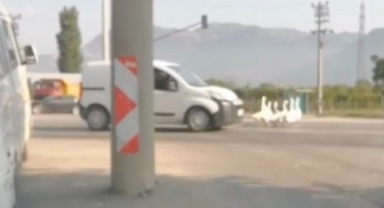 Kazlar trafiğin durmasına neden oldu
