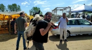 Kurbanlık koyunu sırtladığı gibi götürdü