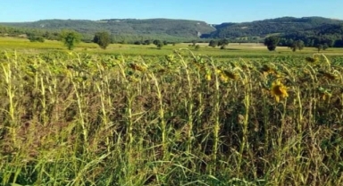Marmara'da tırtıl istilası
