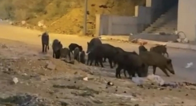 Mudanya'da sürü halinde geziyorlar