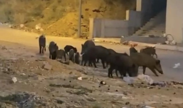 Mudanya'da sürü halinde geziyorlar