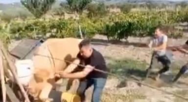 Öfkeli boğayı zor zapt ettiler