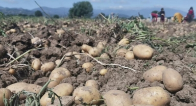 Patates hasadı başladı... Tarlada kilogramı 7.5 lira