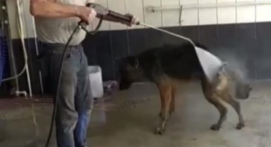 Sıcaktan bunalan köpek böyle serinletildi