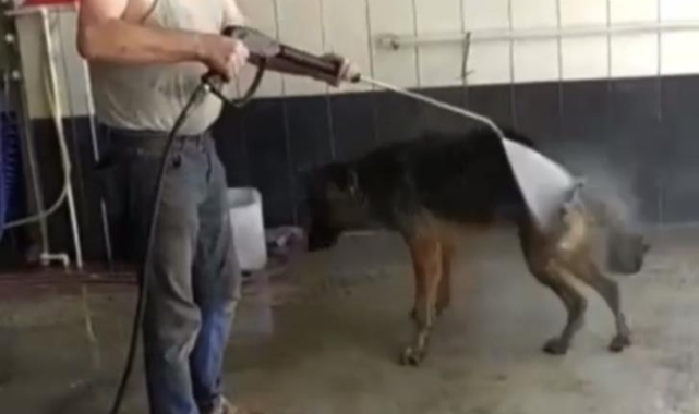 Sıcaktan bunalan köpek böyle serinletildi
