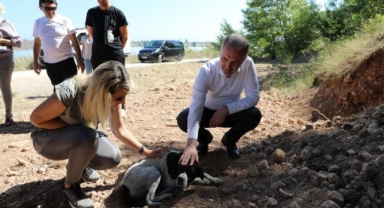 Sokak canlıları için doğal yaşam alanları oluşturuldu