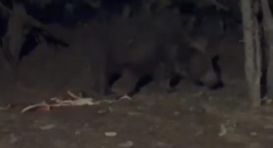 Uludağ'da bahçesine gelen ayıyla konuştu