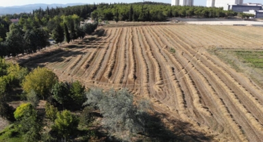 Üniversitenin arazisine buğday ektiler, 400 ton hasat yaptılar