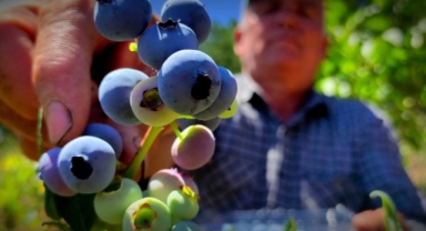 Yaban mersini ekti, dönümünden 100 bin lira kazanıyor
