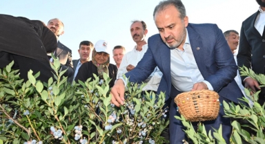 Yaban mersininde hasat bereketi