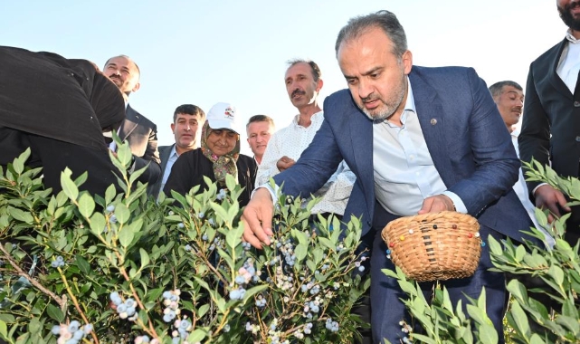 Yaban mersininde hasat bereketi