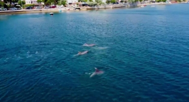 Yunuslardan Gemlik Körfezi'nde görsel şölen