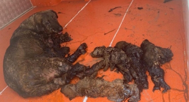 Zifte yapışan köpek ve yavruları itfaiye ekiplerince kurtarıldı