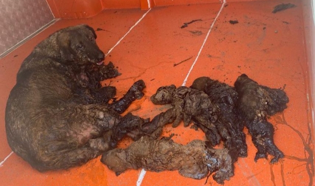 Zifte yapışan köpek ve yavruları itfaiye ekiplerince kurtarıldı