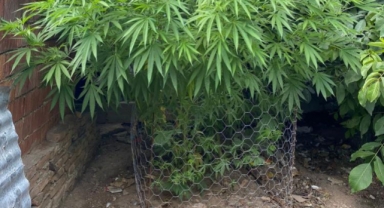 154 kök kenevir ele geçirildi