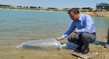 7 bin adet yavru sazan suyla buluştu