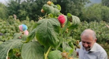 Ahududa hasat şenliği