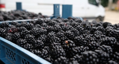 Ahudududa bereketli hasat