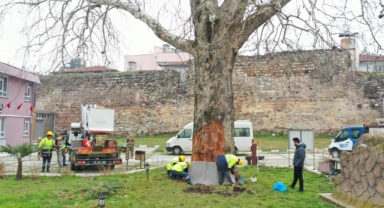 Asırlık çınarlar onlara emanet