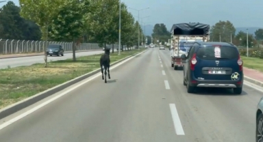 Başıboş at trafiği alt üst etti