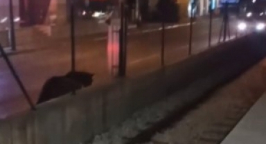 Başıboş atlar tehlike saçıyor