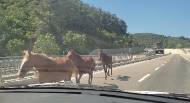 Başıboş atlar trafiği birbirine kattı