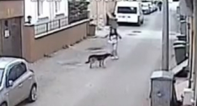 Başıboş köpek kursa giden kız çocuğunu böyle ısırdı